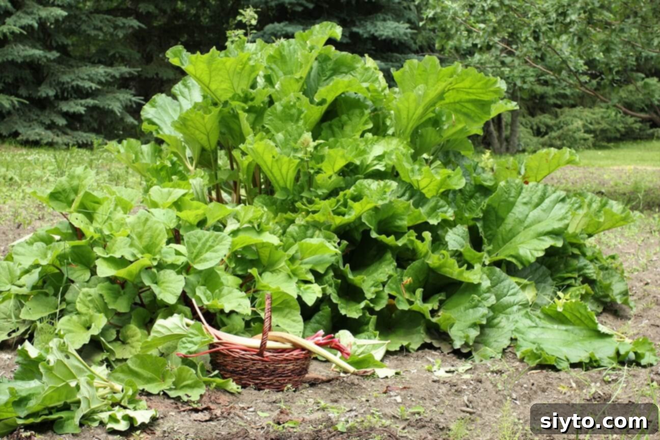 basket of rhubarb stalks in front of our two rhubarb plants