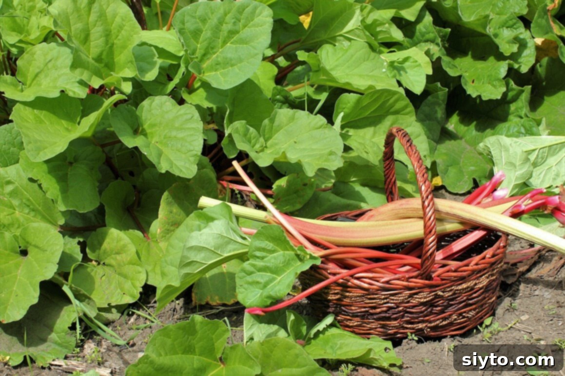 basket of rhubarb stalks in front of plants