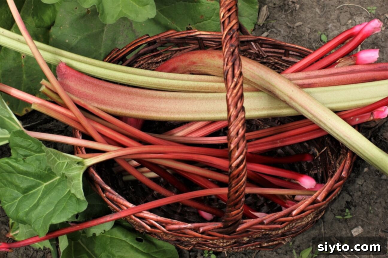 basket of red rhubarb stalks