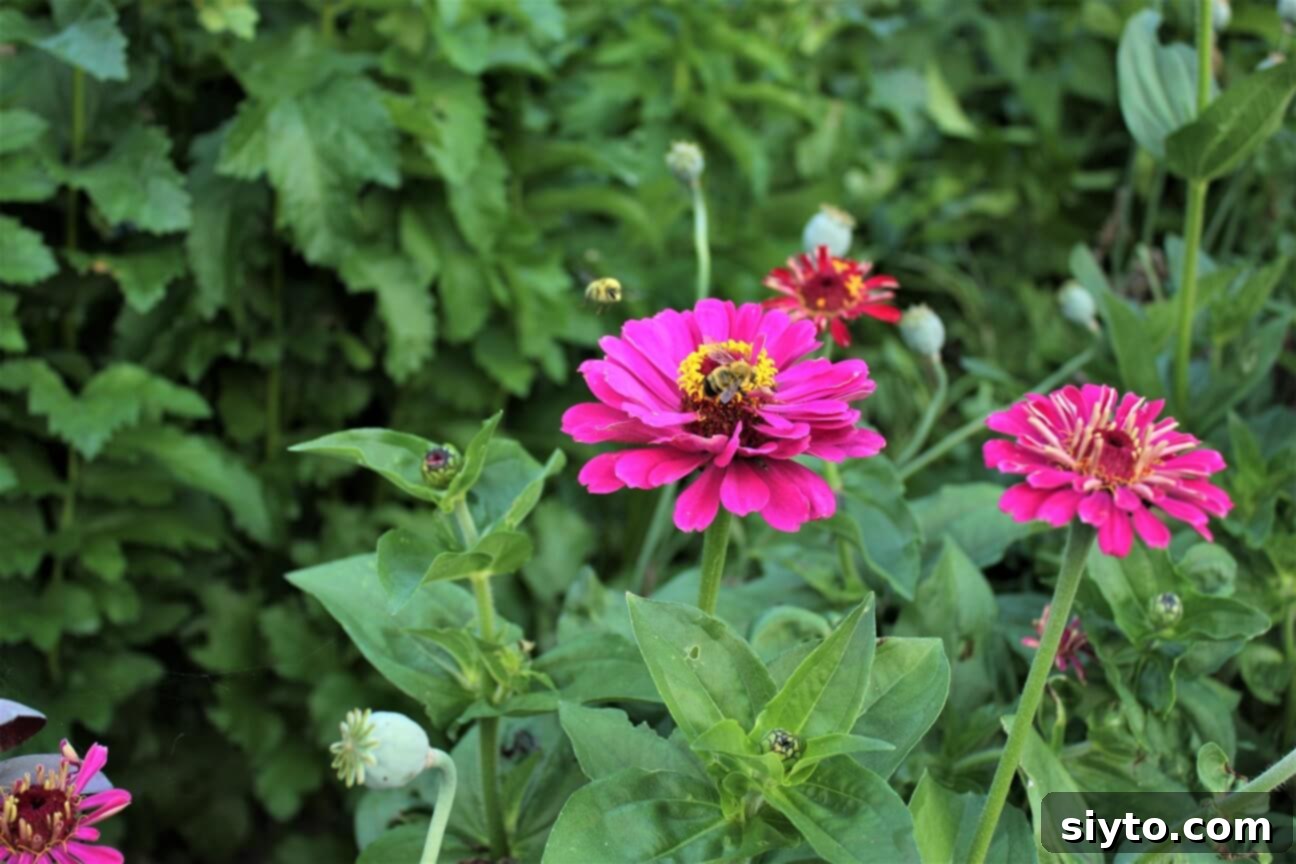 two bees buzzing on a hot pink zinnia blossom
