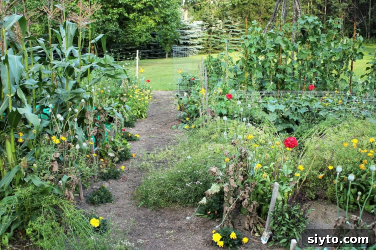 plants spilling over the pathway in my garden