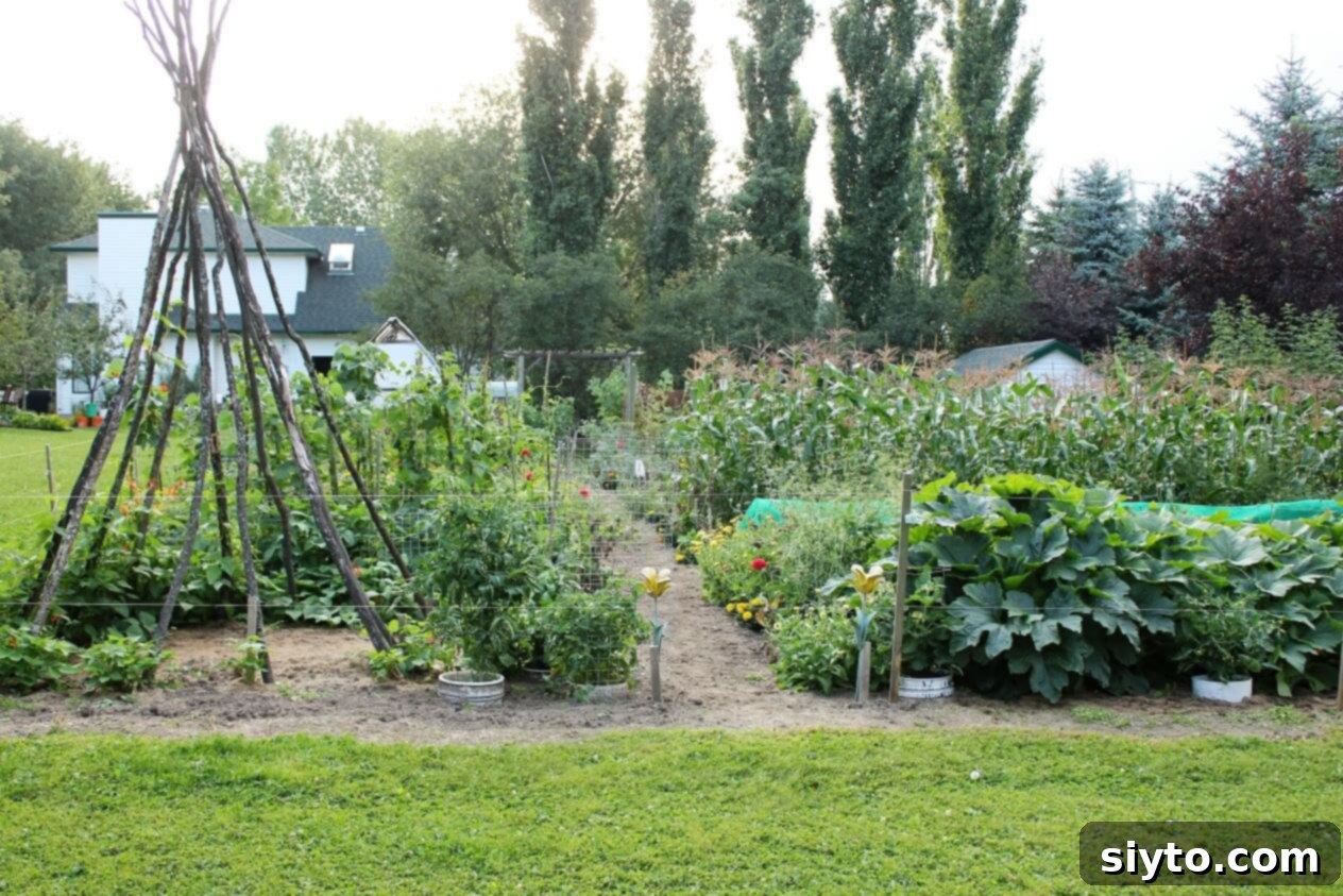 view of our garden looking toward the house
