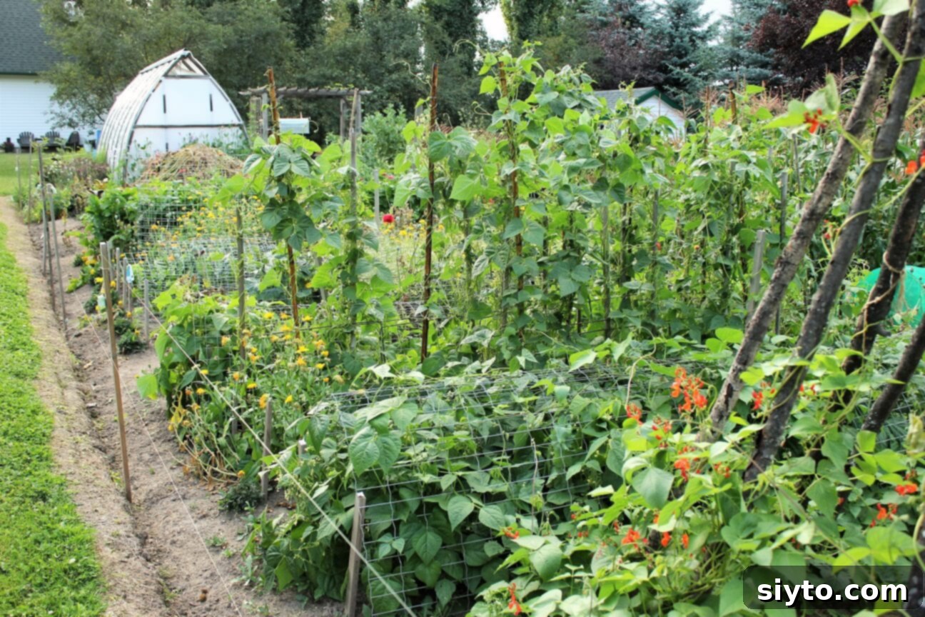 view of the garden looking down the south side