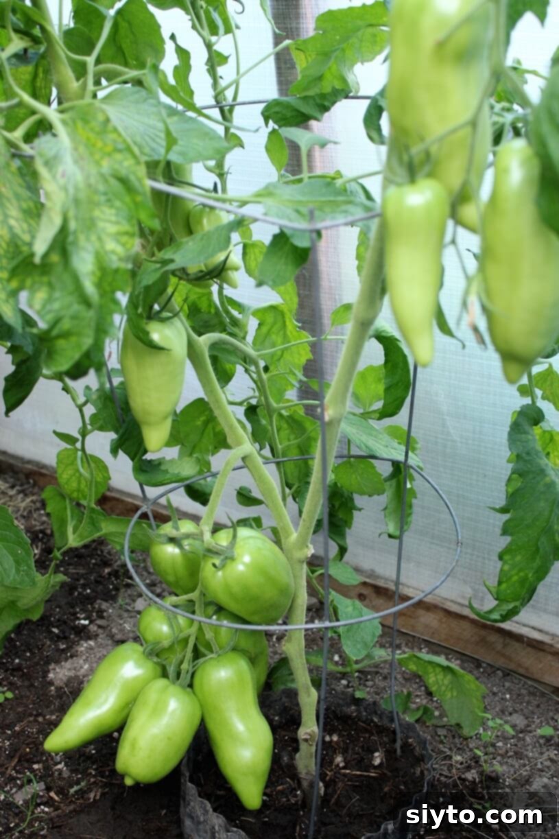 green tomatoes on the plants in the greenhouse