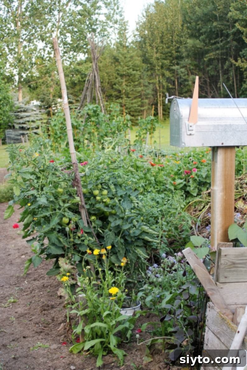 the big tomato plant is staked up in the garden