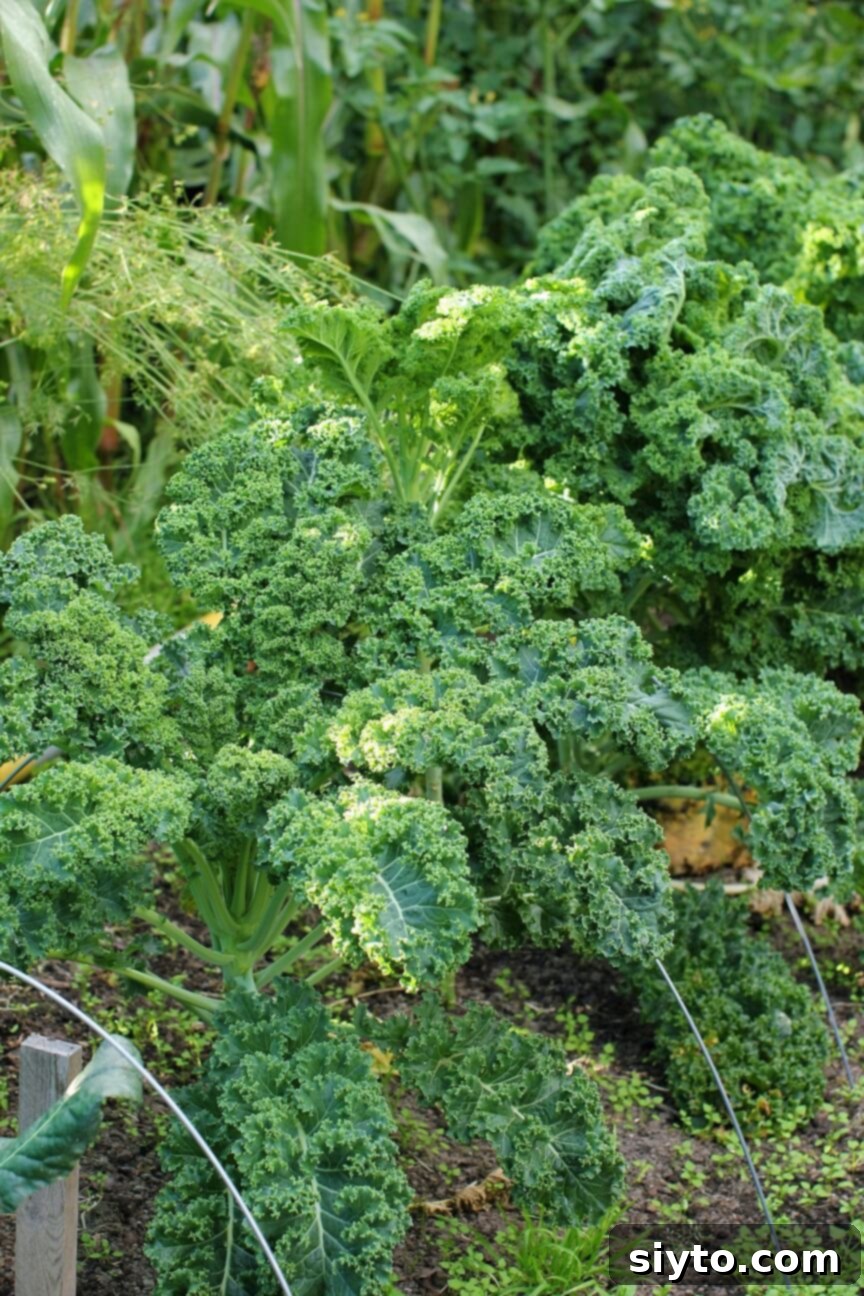 Boerenkool Stamppot The Heart of Dutch Comfort Food 7 A thriving kale plant flourishing in my garden, showcasing its deep green, textured leaves. This image highlights the fresh, seasonal ingredient essential for authentic Boerenkool, whose name means 'farmer's cabbage'.