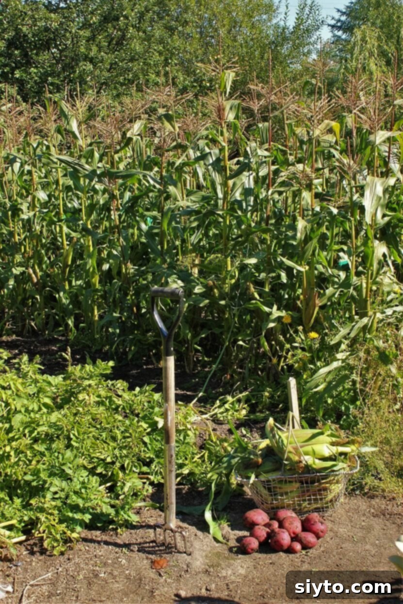 a basket of corn and a pile of potatoes in front of the corn patch
