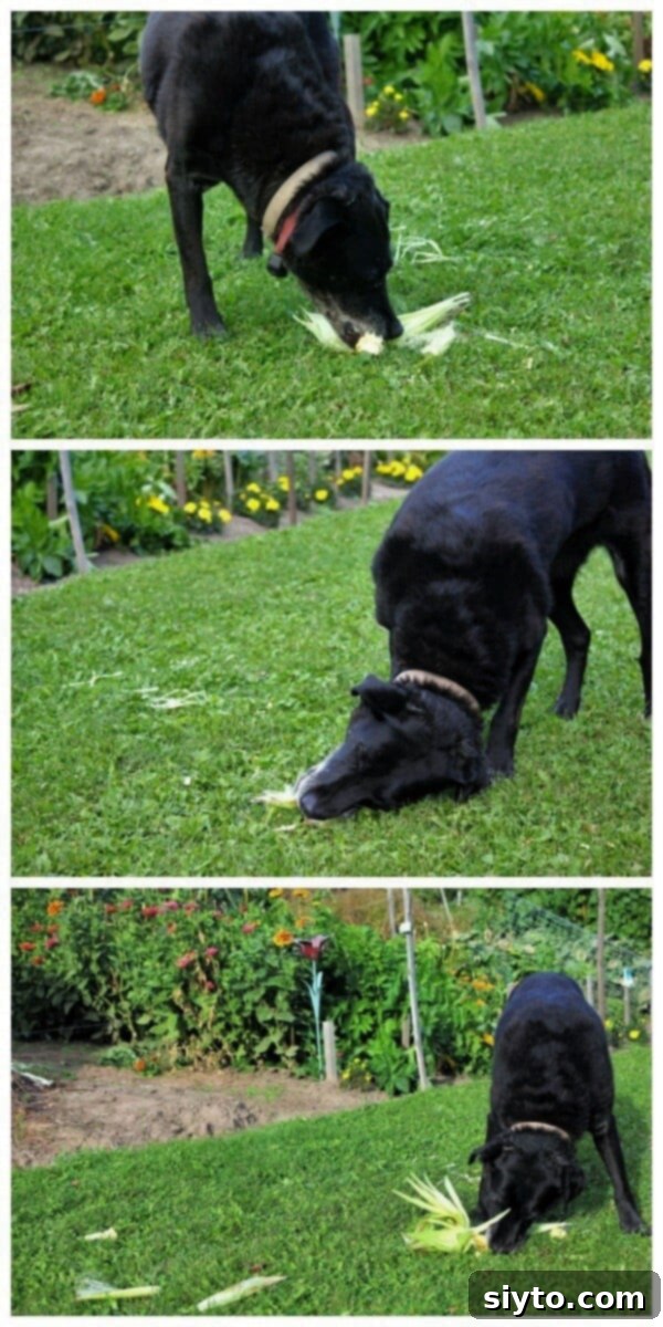 3 photos of Pippa chewing corn cobs on the lawn