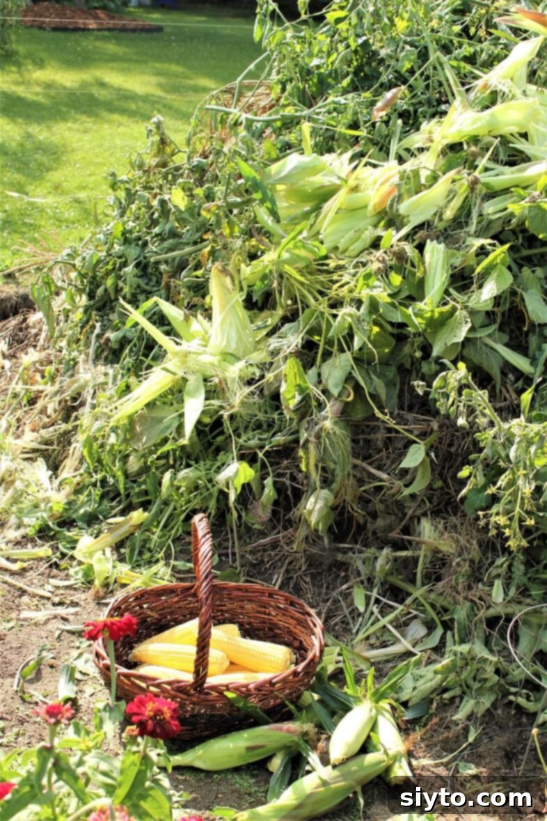 Mısır Nasıl Dondurulur? Koçanlı veya Tane Halinde Doğru Saklama Yöntemleri 4 basket of shucked corn by the compost pile