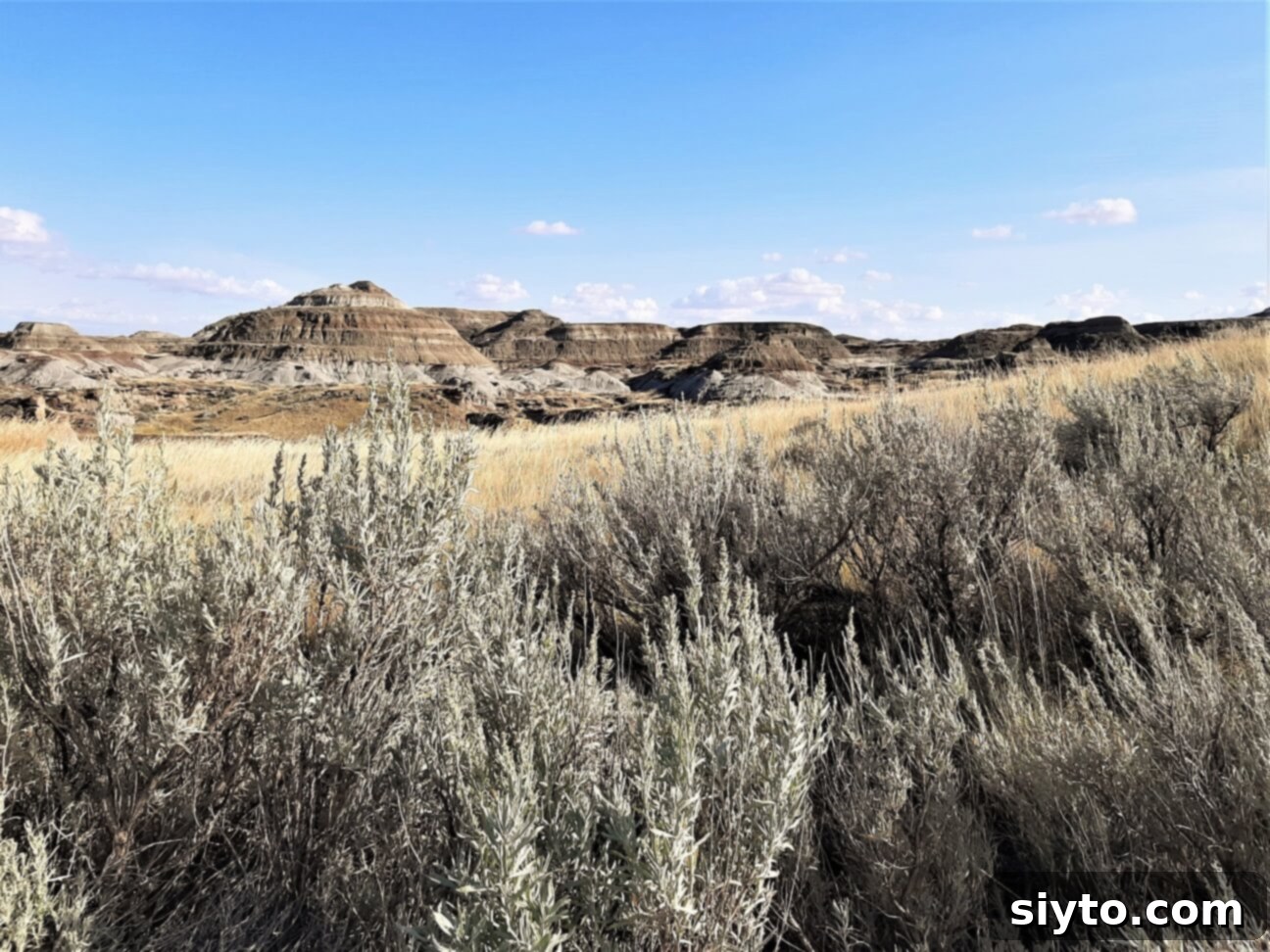 A beautiful stand of silver sage in the foreground, with the dramatic geological formations of Alberta's Badlands stretching into the distance under a vast sky.