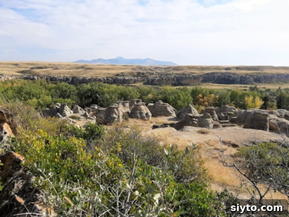 A sprawling vista of the unique hoodoo rock formations at Writing-on-Stone Provincial Park, stretching along the Milk River under a wide sky.