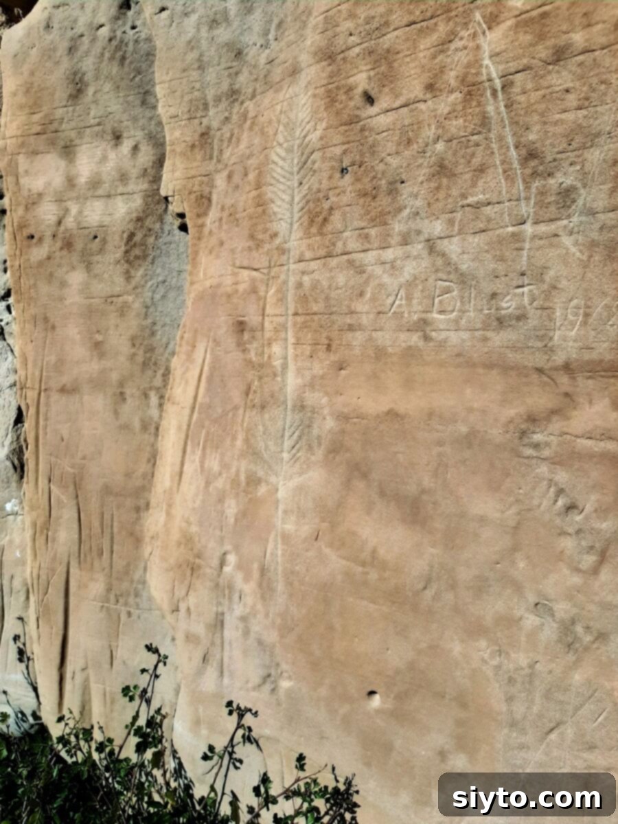 Ancient Blackfoot carvings, known as petroglyphs, etched into sandstone, showcasing Indigenous art and history, unfortunately marred by modern graffiti.