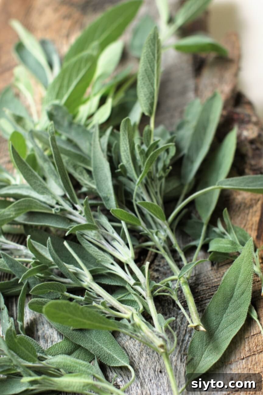 Several twigs of fresh, vibrant green sage leaves, ready for preparation.