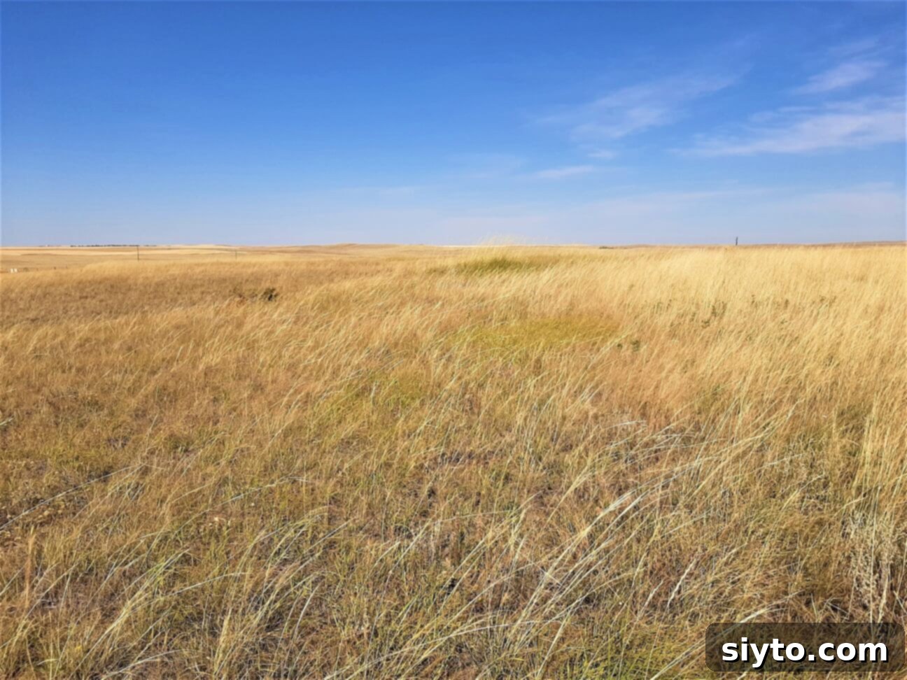 A serene prairie scene featuring a vast blue sky dotted with clouds, stretching over golden, wind-rippled grasses under the afternoon sun.
