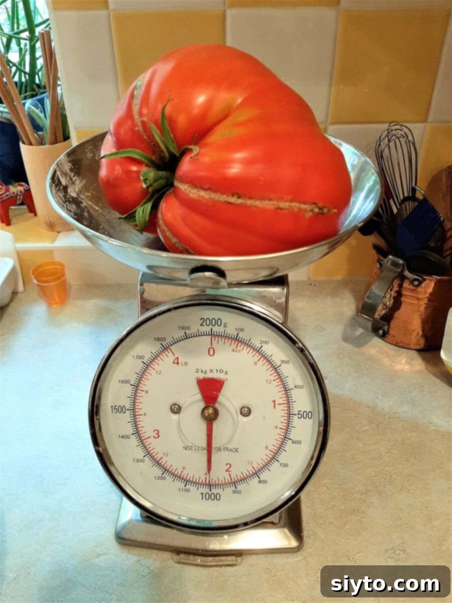 A massive, ripe red tomato weighing 1 kilogram, resting on a kitchen scale, highlighting the impressive size of the homegrown produce used in the corn relish recipe.