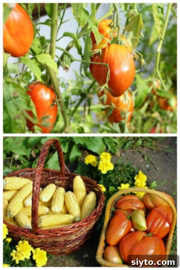 A two-part image: the top displays several enormous, ripe sweet tomatoes, while the bottom shows a basket of freshly picked corn cobs next to a basket of tomatoes in a garden setting, emphasizing their size difference.