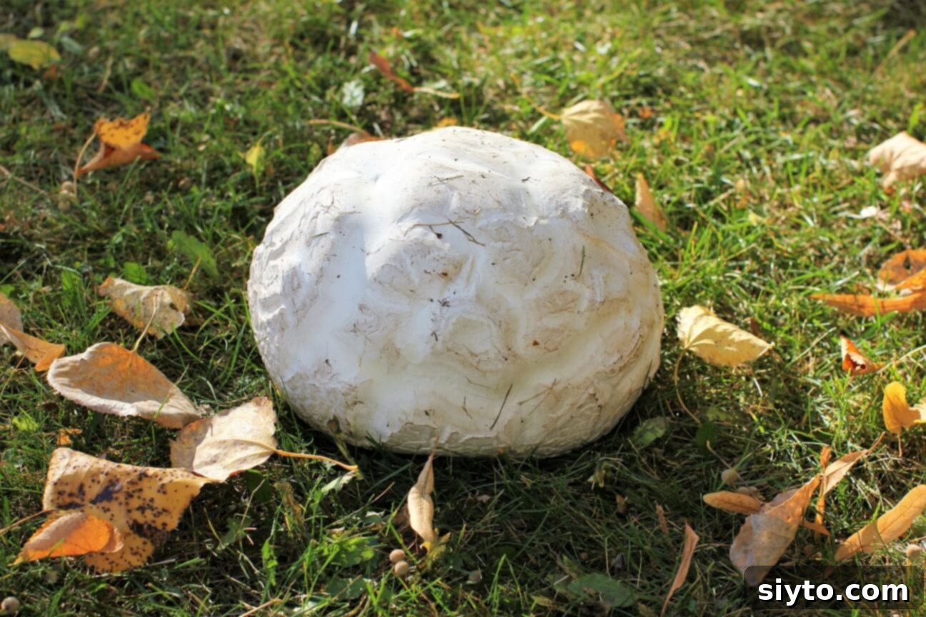 A massive 3 lb puffball mushroom resting on vibrant green grass, showcasing its impressive size