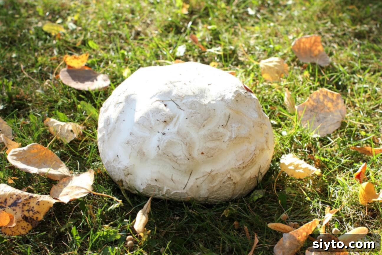 A large, pristine white giant puffball mushroom resting on a surface, highlighting its impressive size and smooth texture.