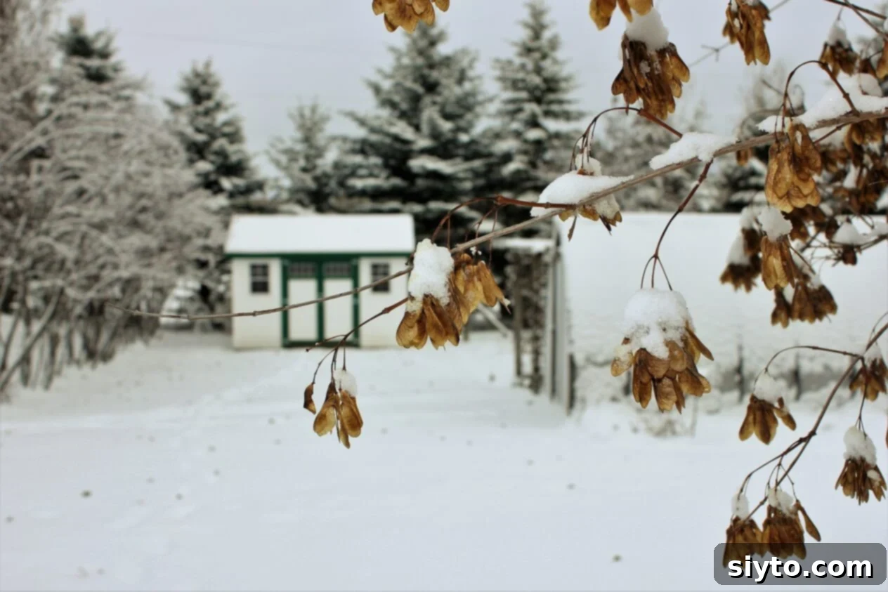 A serene garden shed blanketed in pristine snow, evoking a sense of peaceful winter beauty.