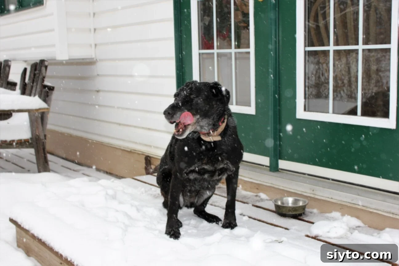 Pippa, a joyful dog, playfully catching snowflakes with obvious delight.