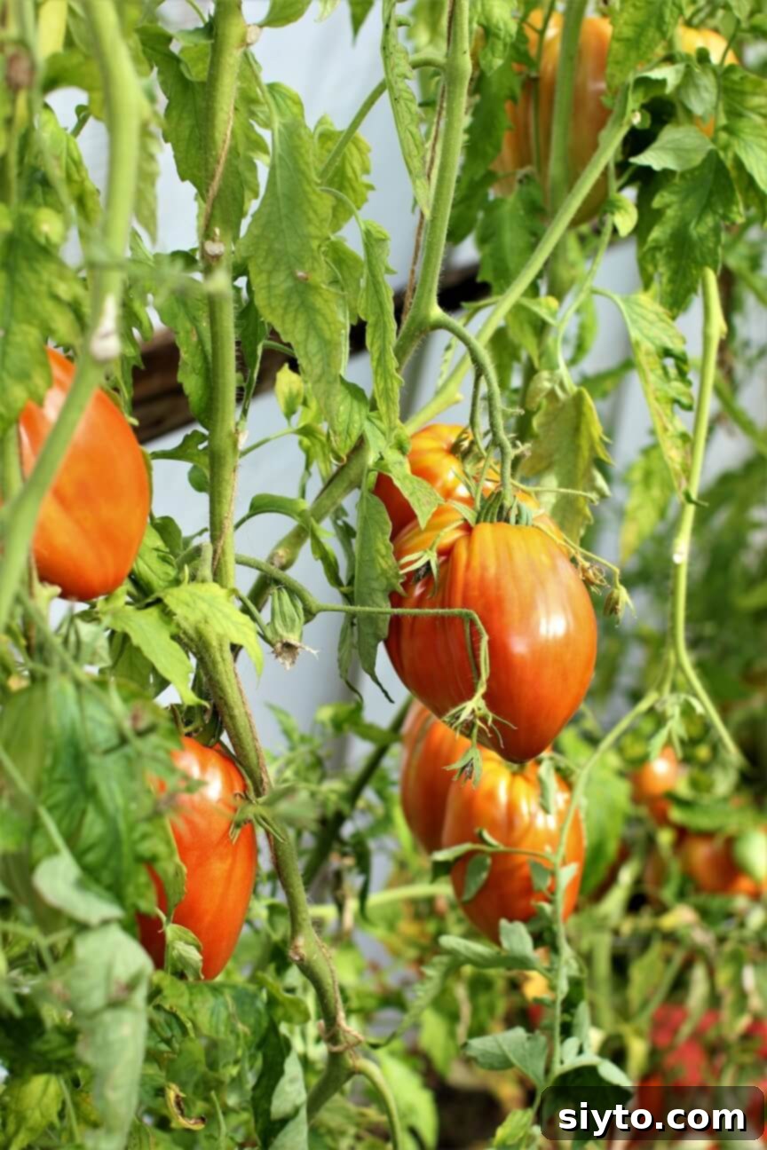 Classic German Tomato Salad 4 Rows of lush, ripe tomatoes growing on the vine in a greenhouse