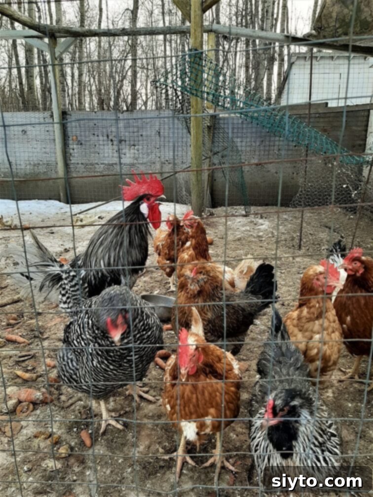 rooster crowing amid the hens outside