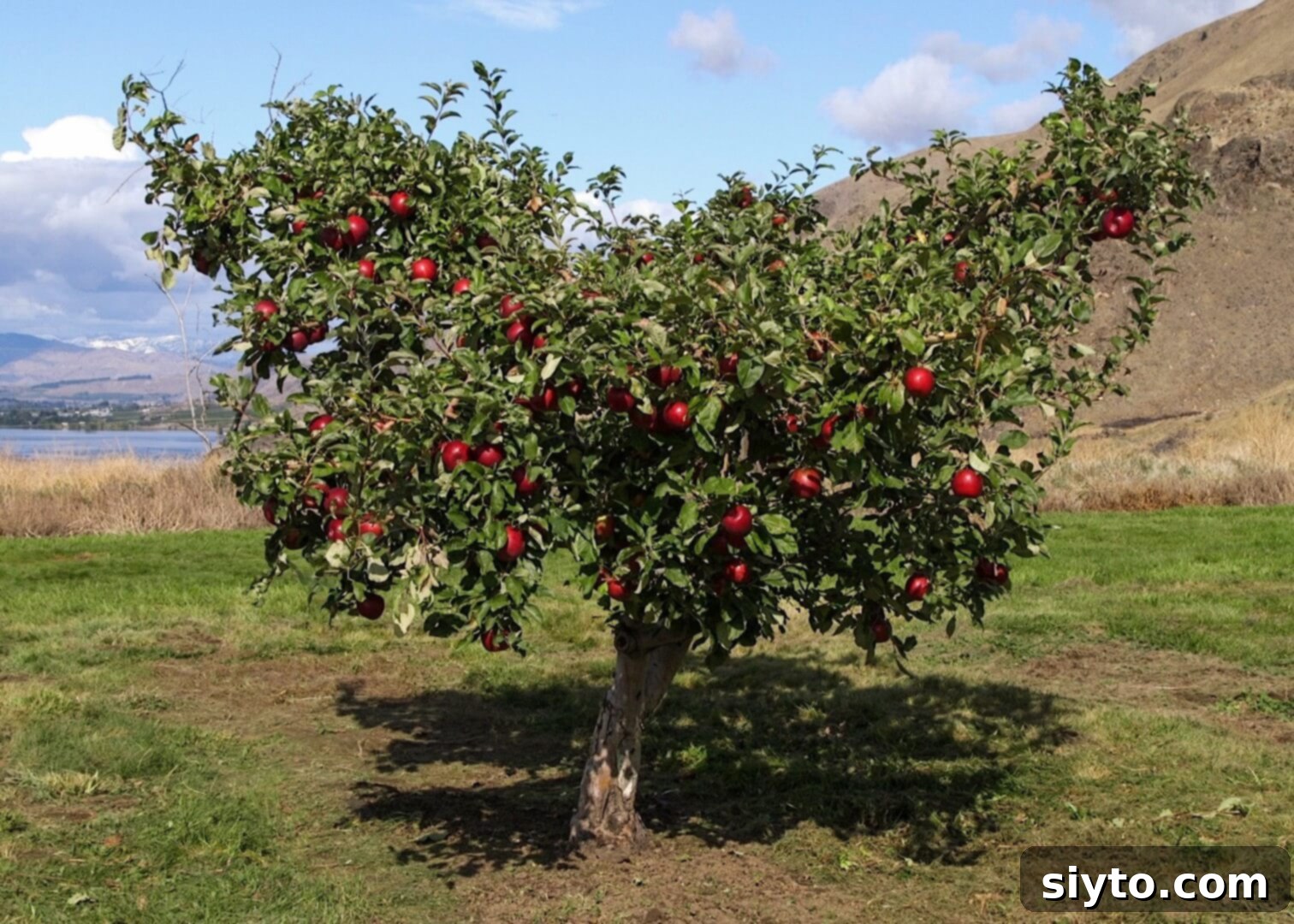 ripe apples growing on the tree
