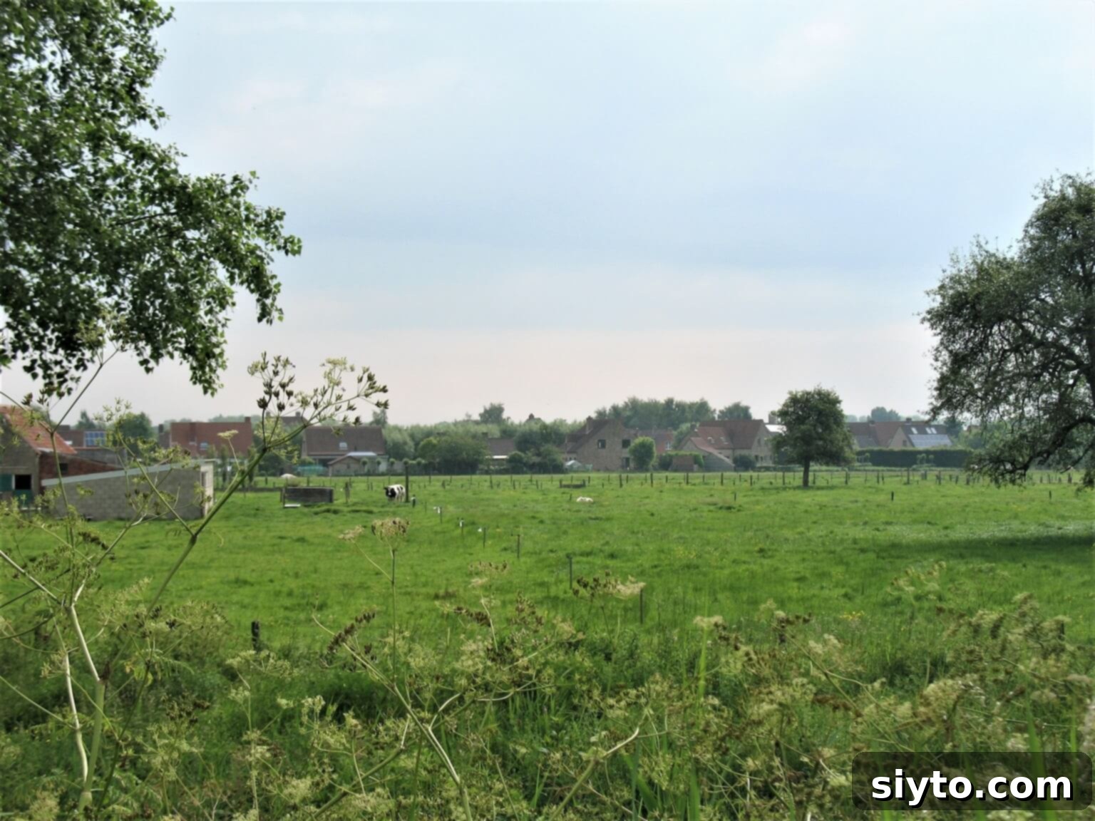 Chicons au Gratin: A Taste of Our Belgian Journey 6 Expansive green fields and tranquil farms surrounding Bruges, illustrating Belgium's agricultural richness