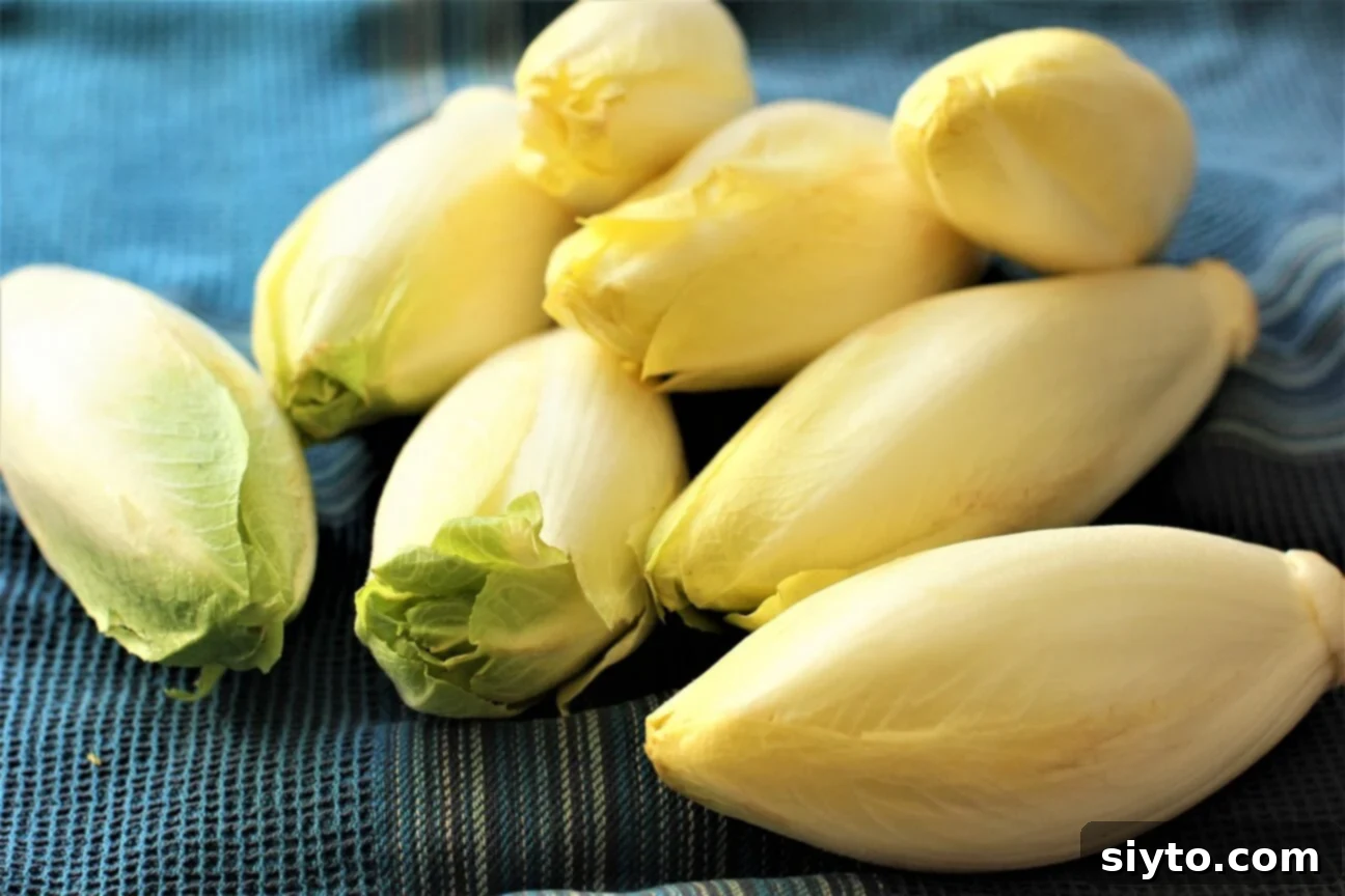 Chicons au Gratin: A Taste of Our Belgian Journey 8 Fresh, crisp Belgian endives with pale white leaves and delicate yellow tips resting on a blue kitchen towel