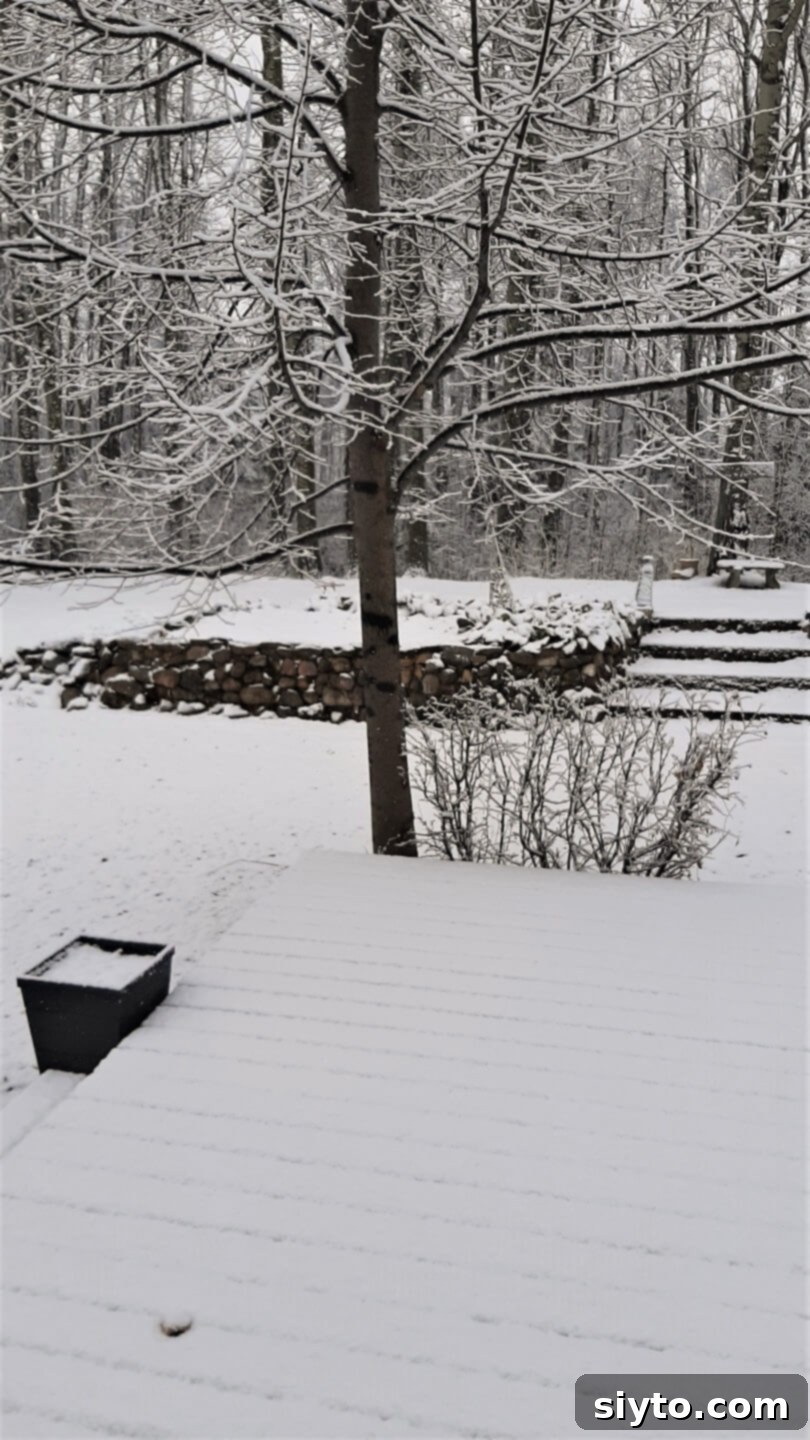 Snap Pea and Radish Salad: A Taste of Spring 4 A dusting of fresh snow covers a wooden deck and surrounding landscape on a surprisingly cold spring morning.