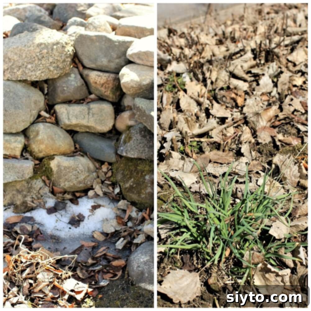 Snap Pea and Radish Salad: A Taste of Spring 5 The last remnants of snow clinging to a rock wall, while vibrant green garlic chives emerge from the soil nearby.