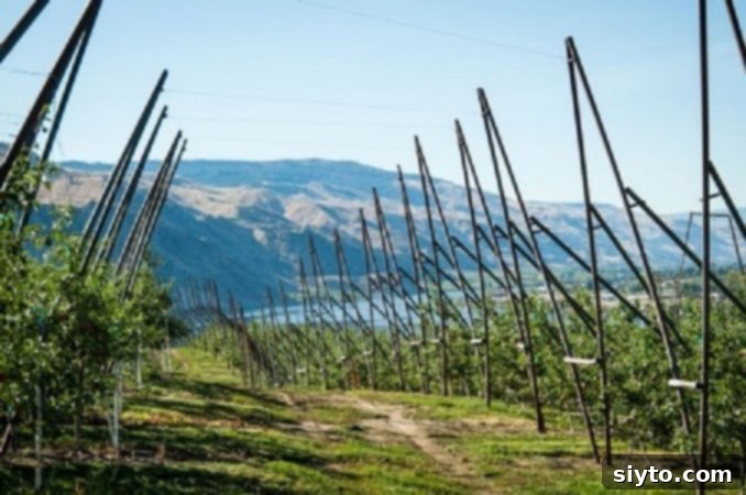 German Crustless Apple Pie: Creamy and Bursting with Apples 3 apple orchards in the Columbia River Valley