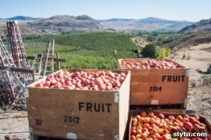 German Crustless Apple Pie: Creamy and Bursting with Apples 4 crates of apples outside in the Washington Organic orchards