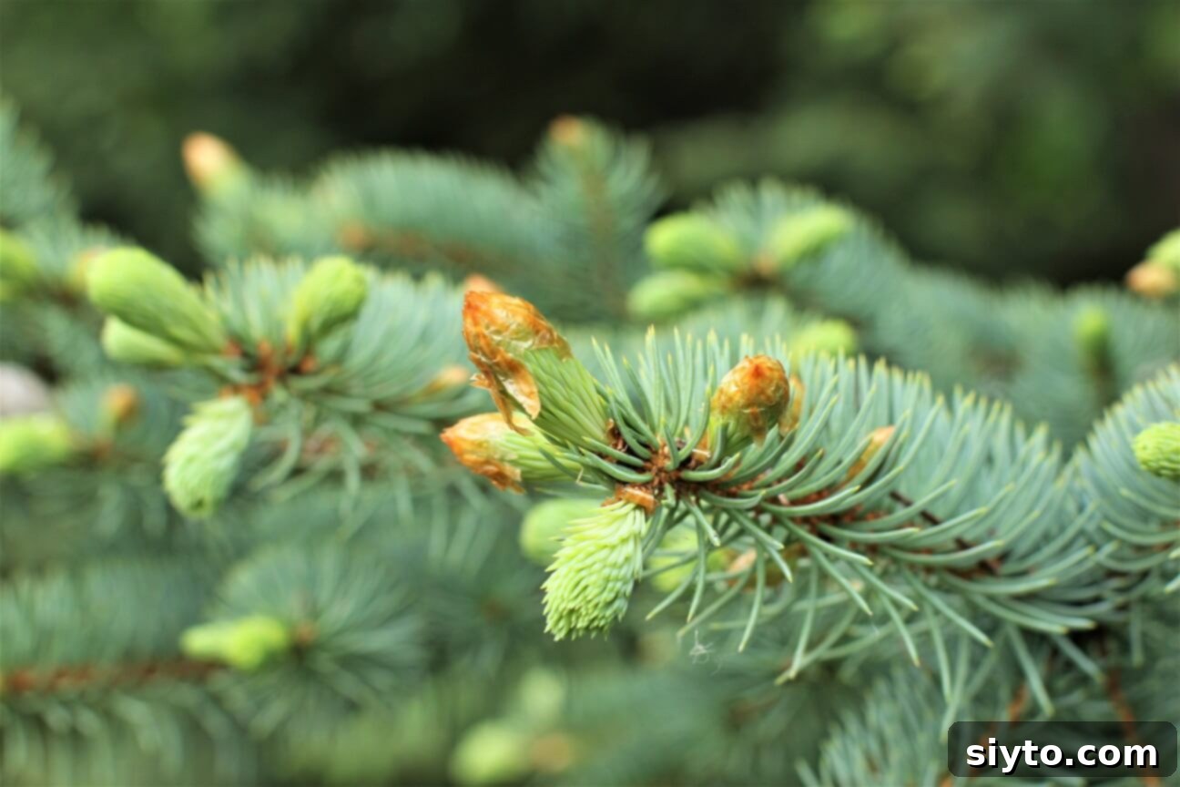 Close-up of vibrant green spruce tips on the ends of tree branches, ready for foraging