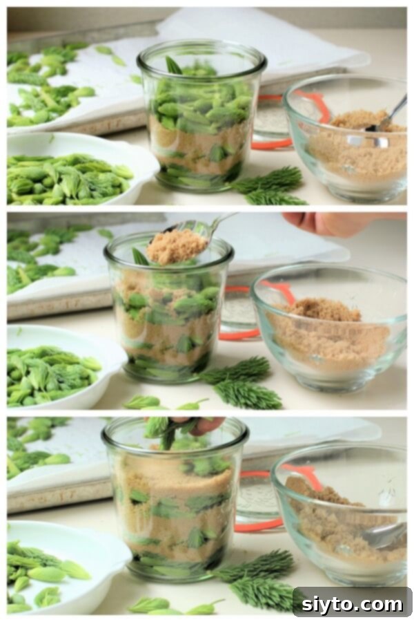 Layering fresh spruce tips with brown sugar inside a glass jar for raw spruce tip syrup