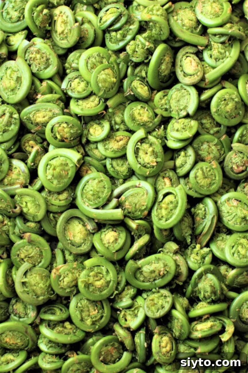 large tray full of fresh fiddlheads