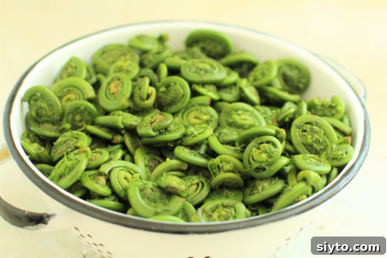 colander full of fiddleheads