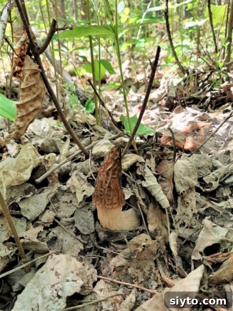 Savory Pan Fried Morel Mushroom Bites 3 A single, perfectly camouflaged morel mushroom stands proudly on the rich, textured forest floor, embodying the elusive beauty of wild fungi