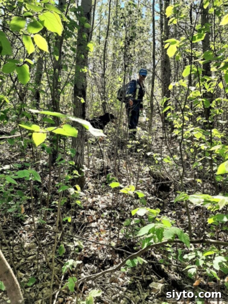 Savory Pan Fried Morel Mushroom Bites 4 Alex and Pippa, a dog, attentively searching the forest floor for hidden morel mushrooms, surrounded by lush woodland