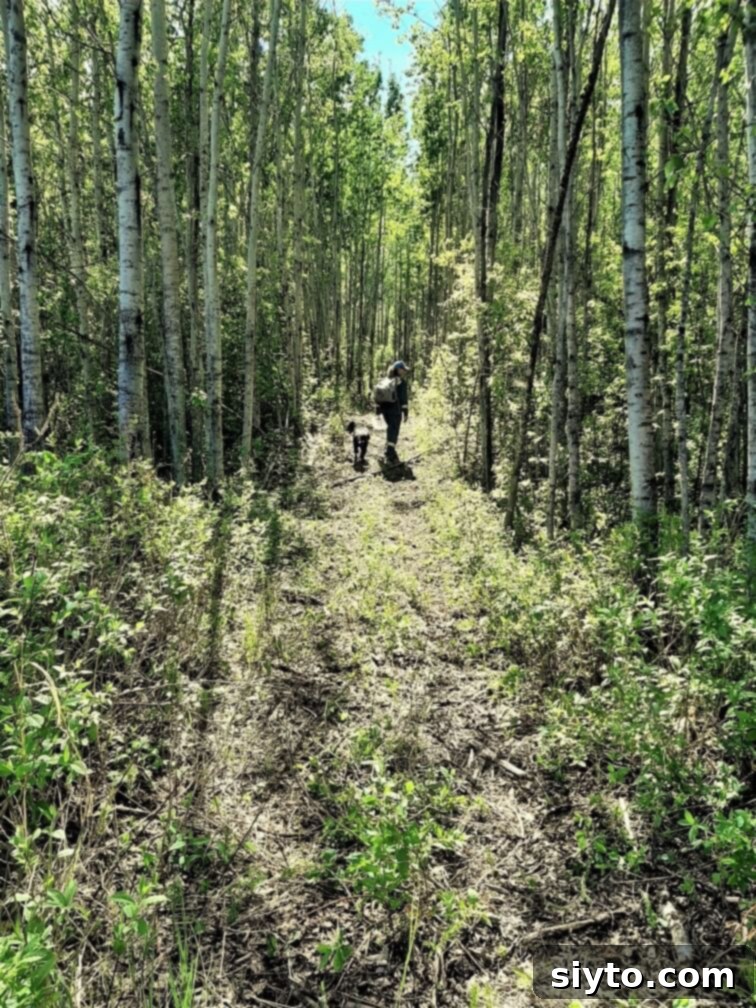 Savory Pan Fried Morel Mushroom Bites 5 A serene and inviting path winding through a dense forest, highlighting the natural beauty of a foraging adventure