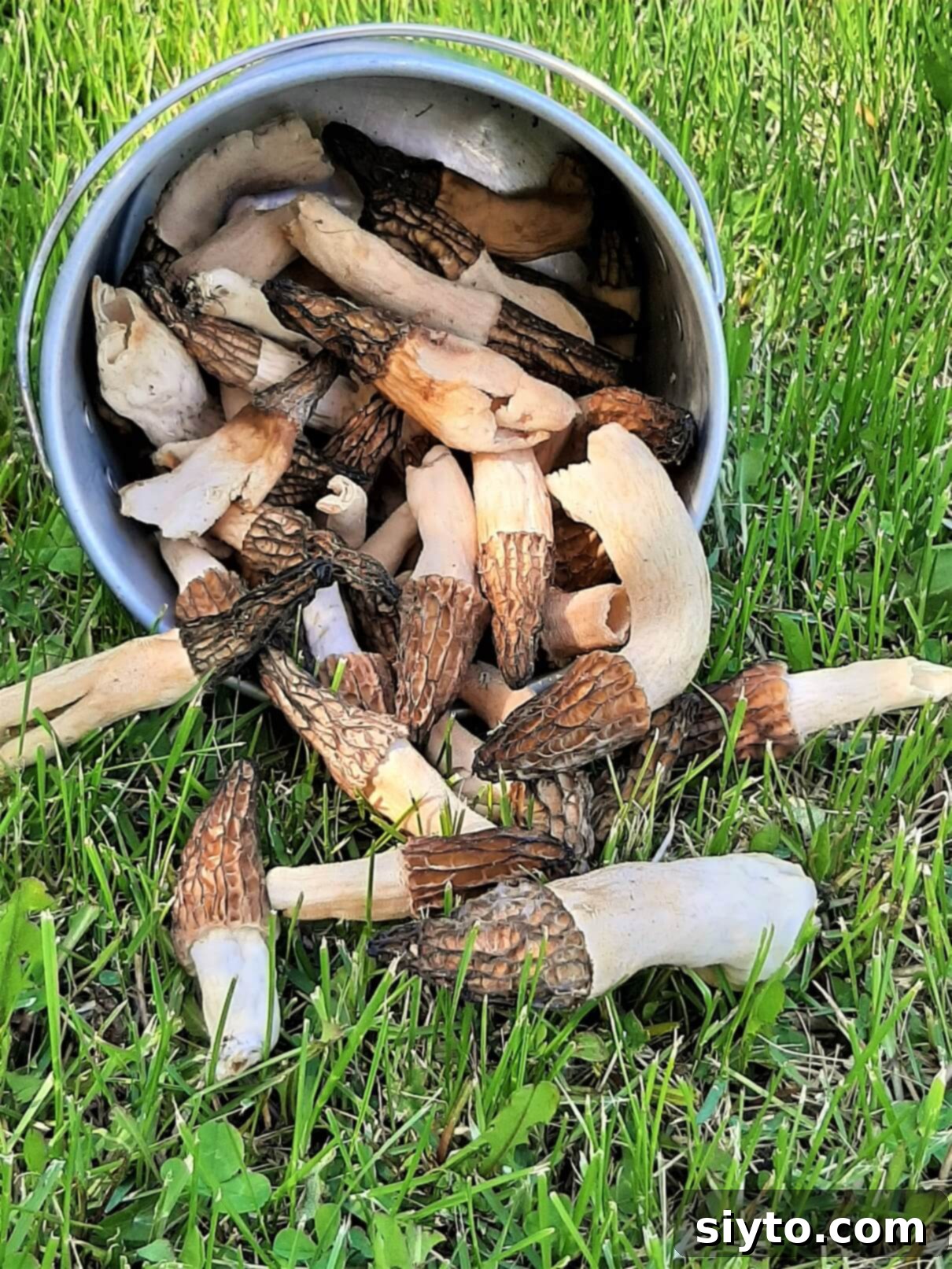 Savory Pan Fried Morel Mushroom Bites 6 A rustic pail filled to the brim with freshly gathered morel mushrooms, gently tipping its contents onto a lush green grass, showcasing a successful foraging trip