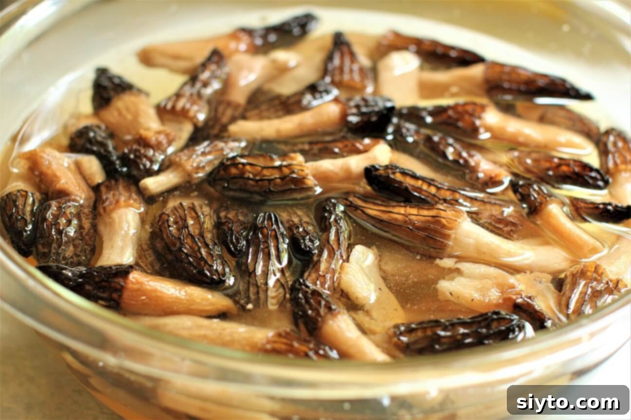 Savory Pan Fried Morel Mushroom Bites 7 Freshly foraged morel mushrooms being gently swished in a bowl of water to clean them of forest debris and sand before cooking