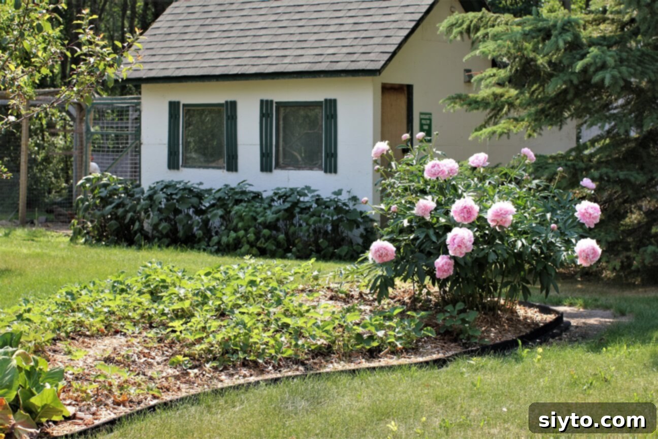 A thriving strawberry patch nestled in a flowerbed, with a rustic chicken coop visible in the background.
