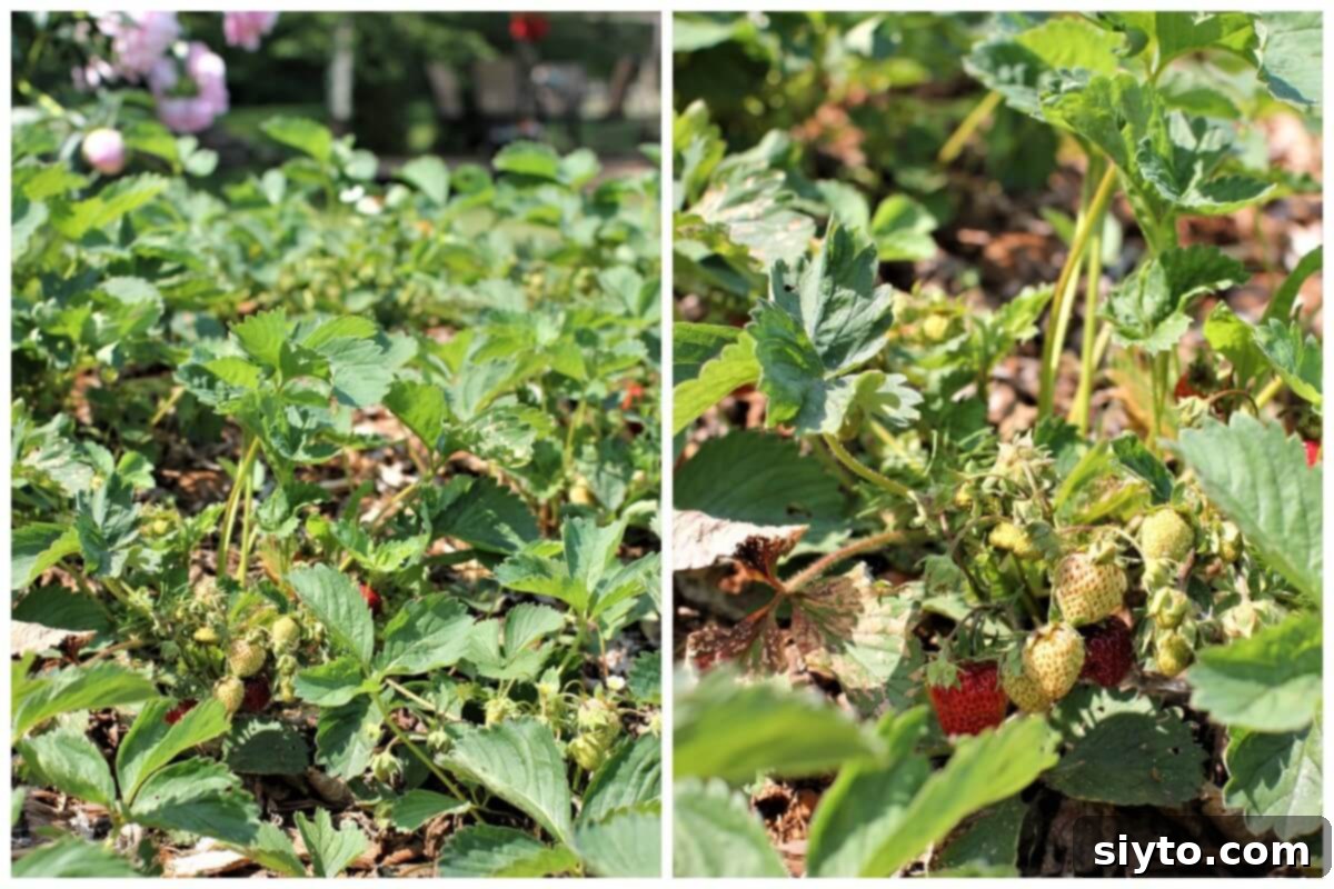 A collage of close-up images showing lush strawberry plants, with bright red, sweet berries peeking out from under the leaves.