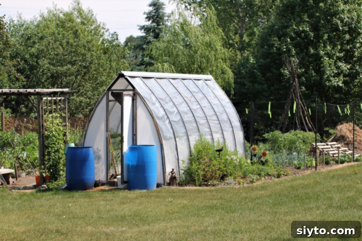 A greenhouse with two large blue rain barrels positioned beside the entrance, clearly showing the low water levels.