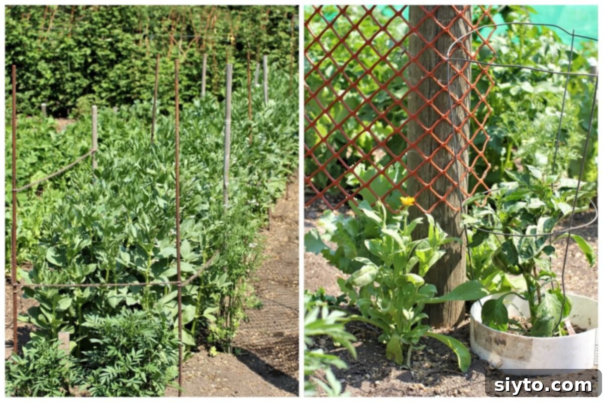 Close-up view of fava bean plants with their distinctive flowers, alongside a vibrant, newly opened calendula blossom.