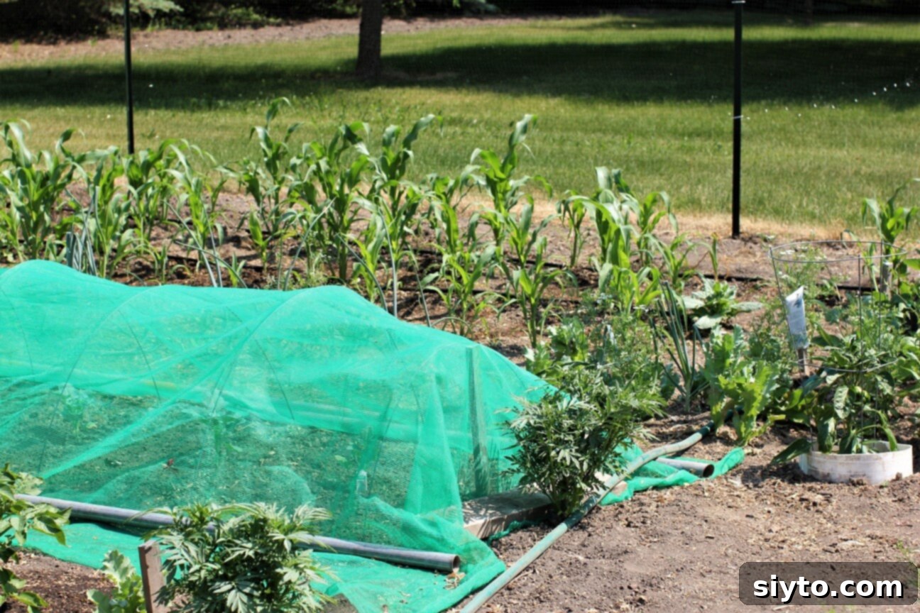 Broccoli plants growing robustly under a protective netting designed to keep caterpillars and other pests away.