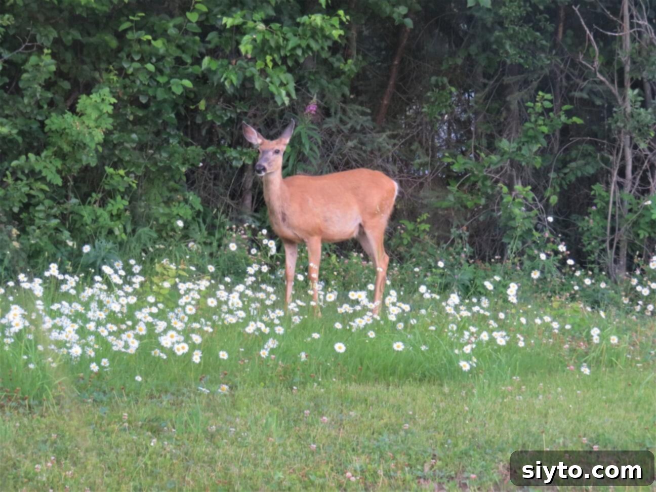 A curious deer looking directly through the kitchen window of the cabin, a charming wildlife encounter.