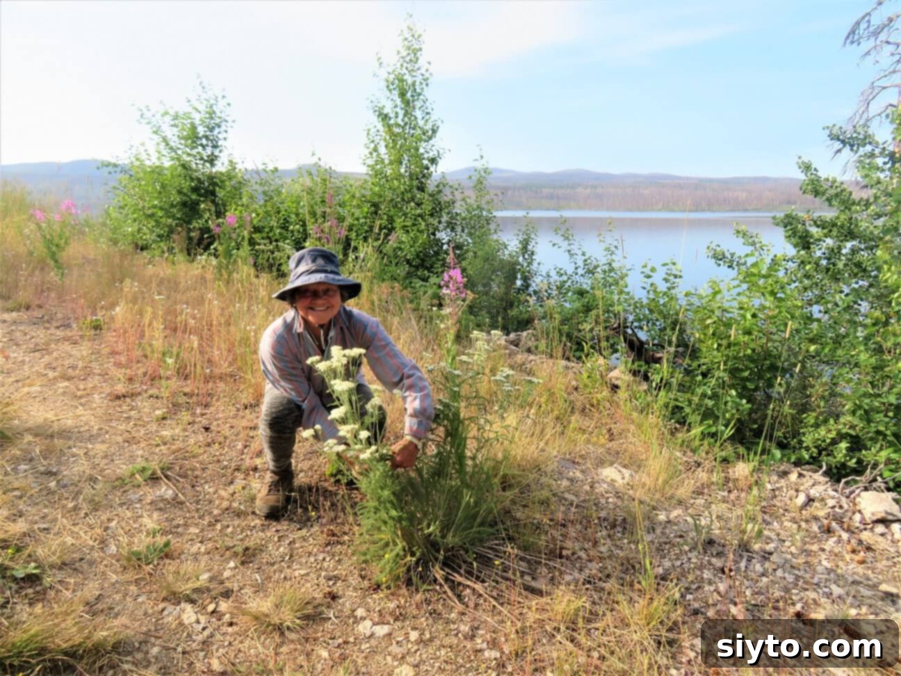Mom carefully picking yarrow flowers in front of the cabin, preparing to dry them for homemade tea.