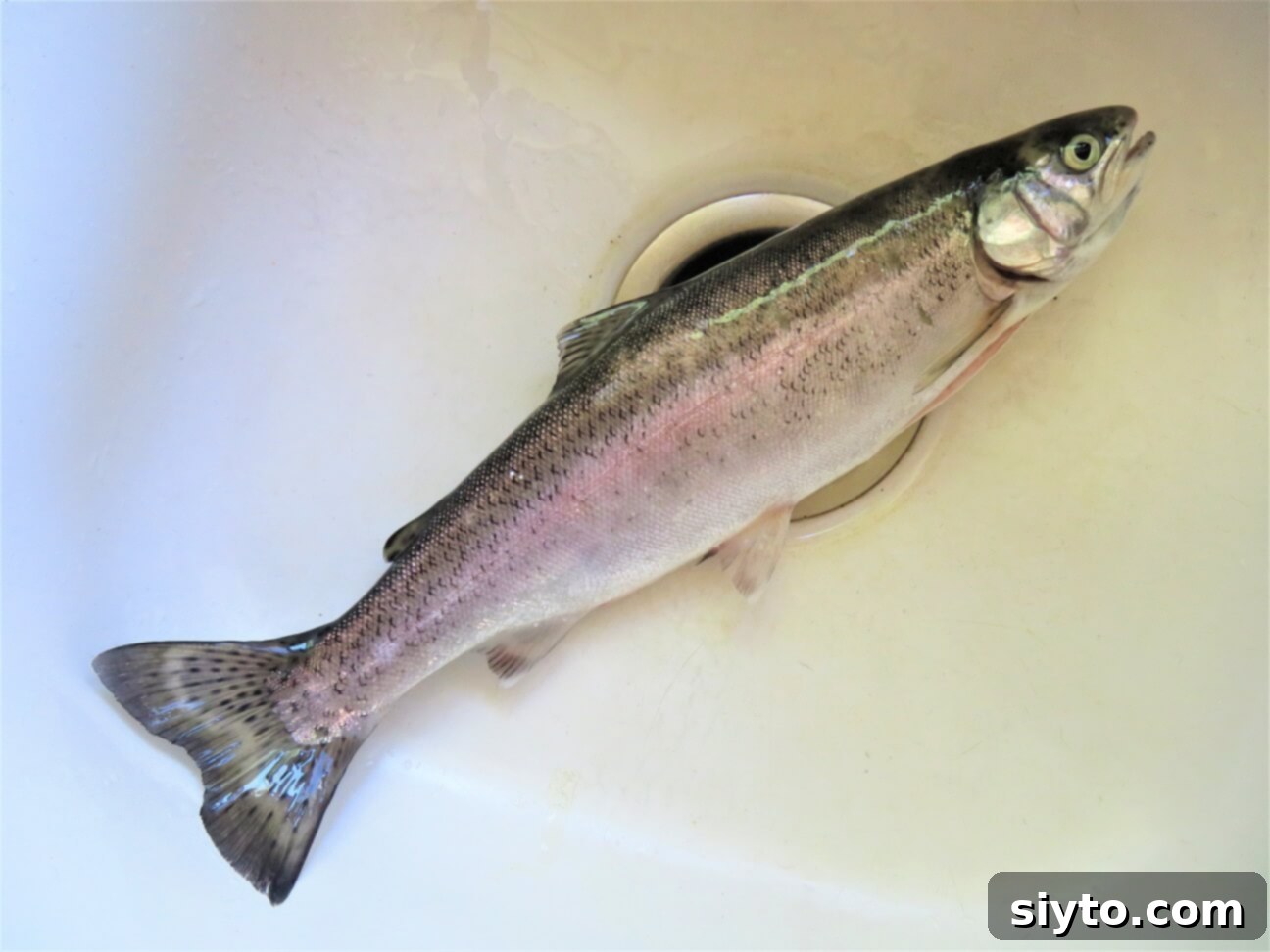 A pristine, fresh whole trout lying in a clean sink, ready for preparation and filleting.